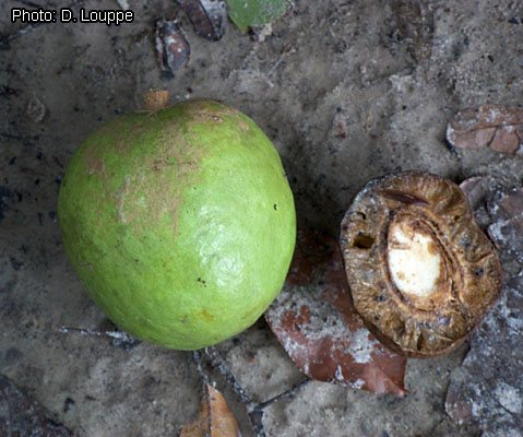 Irvingia gabonensis (mango africano) ¿tiene algo que ver con "nuestro" mango?